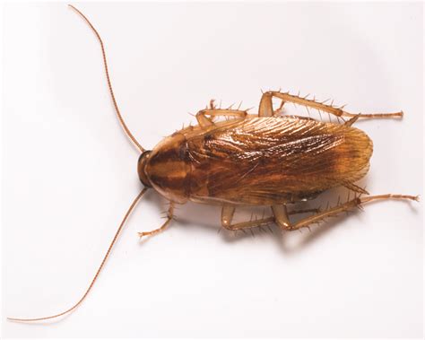 Cockroach Exterminators Gunter Pest And Lawn Kansas City Missouri