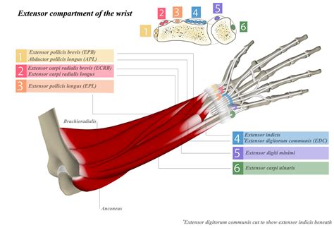 Extensor Tendon Compartments Hand Orthobullets