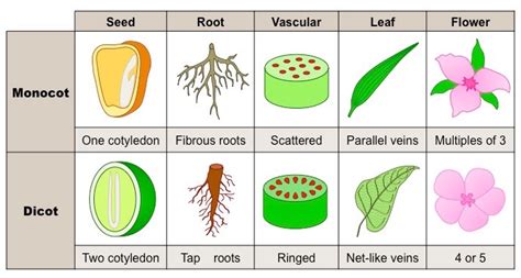 Monocots Versus Dicots BioNinja