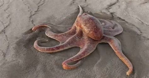 Oktopus waakt over uw veiligheid. Faktencheck: Ein rennender Oktopus am Strand
