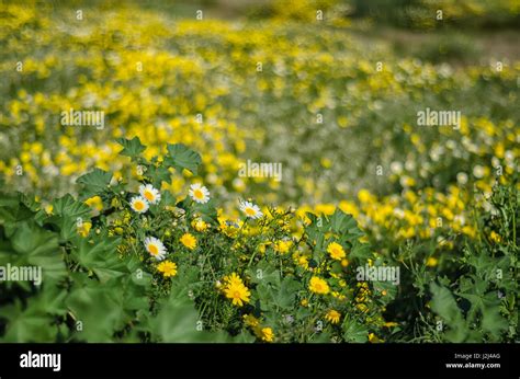 Field Of Daisies Stock Photo Alamy