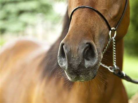 How To Treat Papillomas In Horses