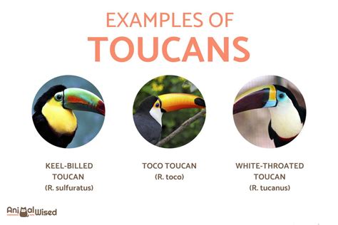 Types Of Toucans Different Toucan Species With Photos