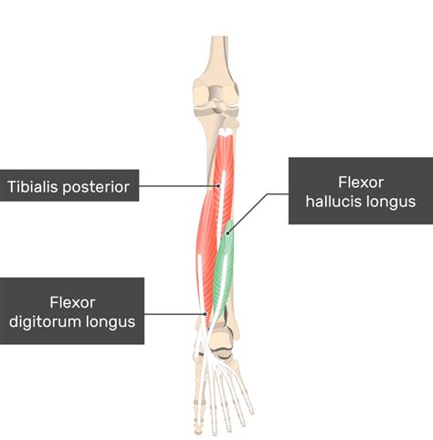 Flexor Hallucis Longus Origin And Insertion