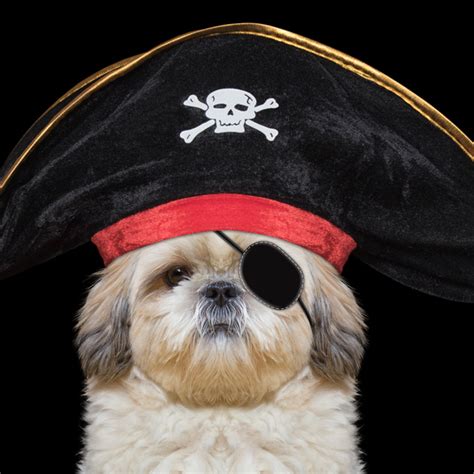 40 Pirate Dog Costumes That Will Melt Your Heart Costume Yeti