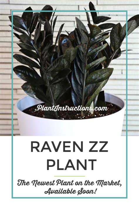 ⭐⭐⭐⭐⭐ 5 big stars to u/rooting4u2succit for the beautiful raven zz plant, and being my first trade! Raven ZZ Plant: The New, Stylish Plant You Need! | Plants ...