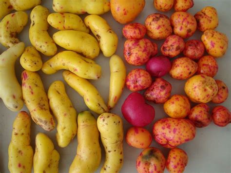 They are safe to eat raw and provide lots of nutrients to strengthen your bones and boost your immune system. Ollucos - One of a kind (can be eaten raw or used in soups)