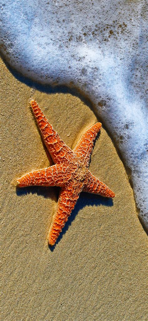 Starfish Wallpaper For Iphone 11 Pro Max X 8 7 6 Free Download