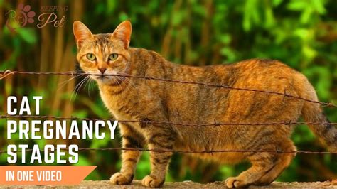Cat Pregnancy Stages Week By Week Understanding Your Cats Labor