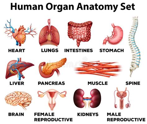 Human Organ Anatomy Set Stock Vector Illustration Of Biology 59250579