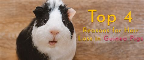 On a chinchilla how many hairs grow out of one hair follicle? Guinea Pig Hair Loss... What's Going On? | Small Pet Select
