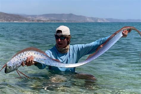 Taken in the red sea. Giant oarfish spotted around Cabo