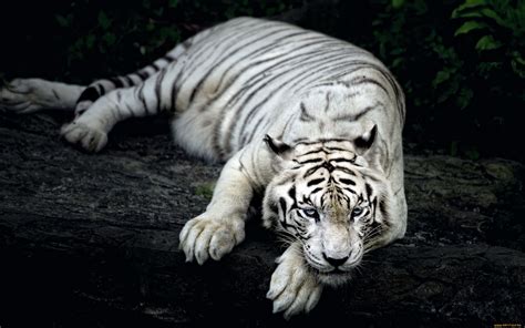 White Tiger Animal Wallpapers In  Format For Free Download