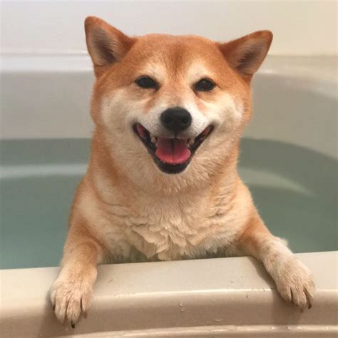 1080 X 1080 Doge The 16 Best Dog Instagrams To Follow Right Now