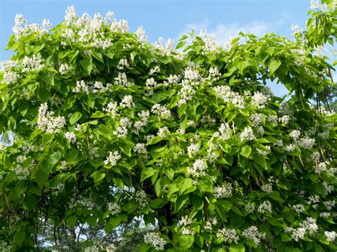 Over 300 varieties of trees and shrubs. What Is A Catalpa Tree - Growing Catalpa Trees In The ...