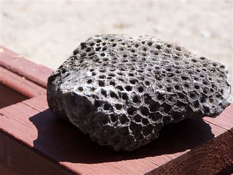 Petoskey Stone Fossilized Coral Geo333pet Flickr