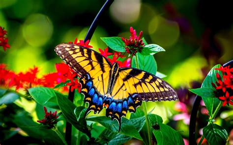 Beautiful Butterfly Images With Flowers Wallpaper Download Free Mock Up