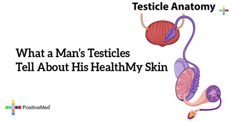 What A Man S Testicles Tell About His Health