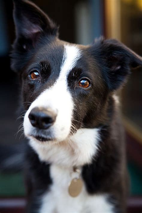 The 23 Cutest Pictures of Short Haired Border Collies | Page 2 of 5 | The Paws