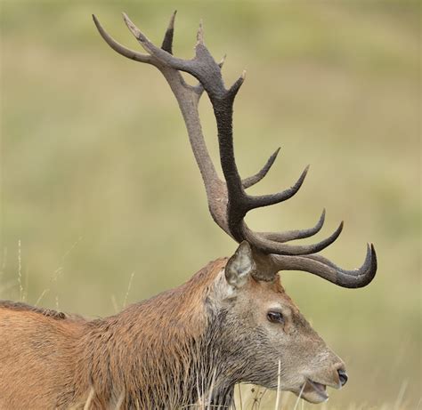 Guide To The Six British Deer Species To Be Found In The Uk