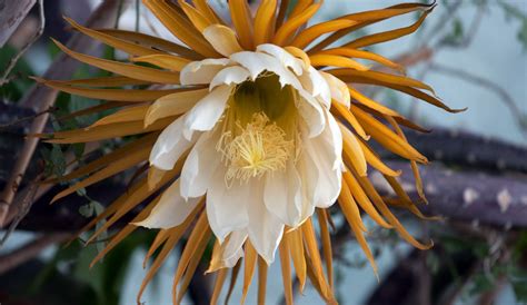 The project gained notoriety after on november 27th, 2014, the user reported that he had accidentally heated the contents of the jar, with the story widely reported in the media. Regina della notte, Selenicereus grandiflorus L., Cactacee ...