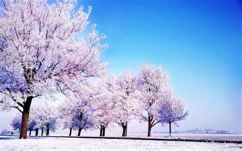Winter Background Images ·① Download Free Awesome High