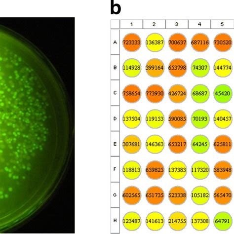 Expression And Detection Of Gfp Fluorescence Under The Control Of The