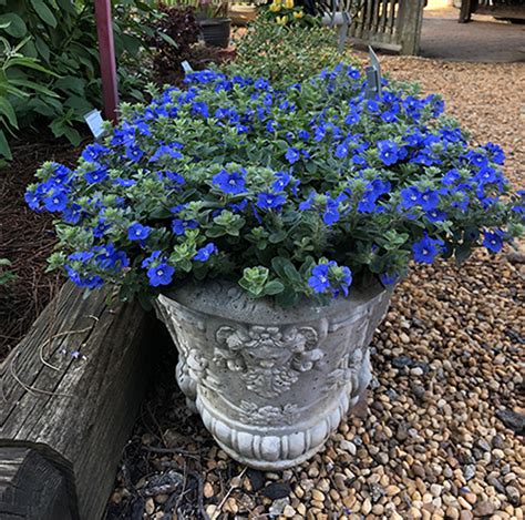 45 Plants With Blue Flowers Berries And Foliage Proven Winners