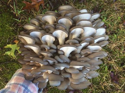 Mushrooms Winchester Leesburg And Shepherdstown Wv