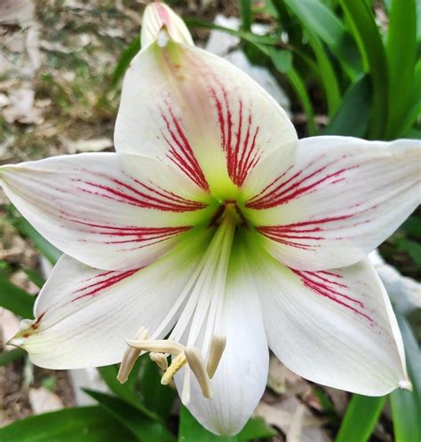 Stunning Hippeastrum Amarrylis Mix Species Multi Colour And Flower Shapes