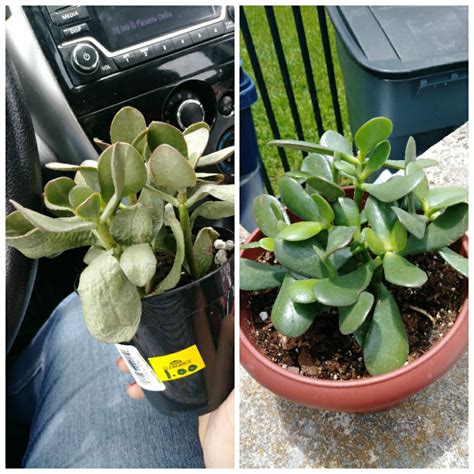 Succulents like the jade plant are easy to propagate and grow. Crassula Ovata (jade plant) I got for $1 at Lowes has made ...