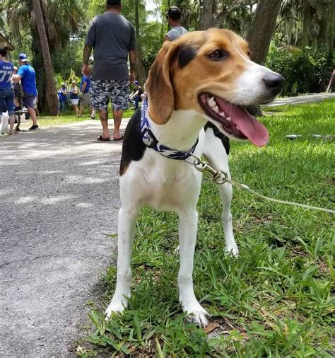 If you do so, block off the extra space. Coonhound Beagle Mix: Is This Curious Hybrid Right for You?