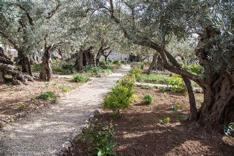789 turner mccall blvd ne (539.26 mi) rome, ga, ga 30161. The Garden of Gethsemane, the site of Jesus' agony and ...