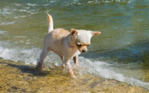 Do Chihuahuas Like The Water The Chihuahua Life