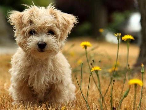 There are 60+ small dog breeds in our list. Small Dogs That Don T Shed | petswithlove.us