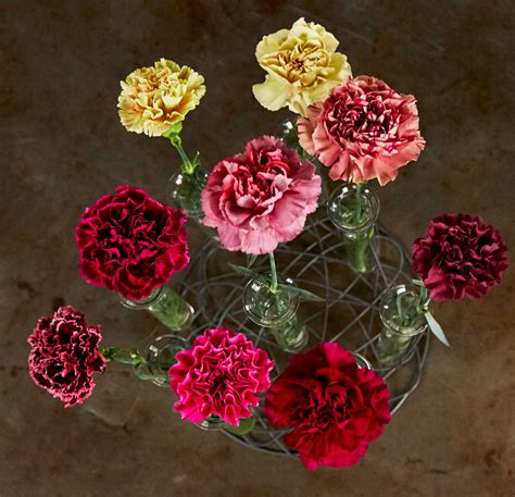 Description of the carnation flower. Episode 104- Carnations, Family & Flowers - uBloom