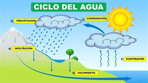 Ciclo Hidrol Gico Del Agua Evaporaci N Condensaci N Precipitaci N Infiltraci N Y