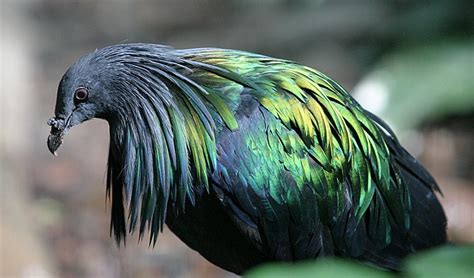 Endangered Dodo Relative Found In WA Australian Geographic