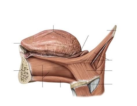 Extrinsic Muscles Of The Tongue Left Lateral View Diagram Quizlet