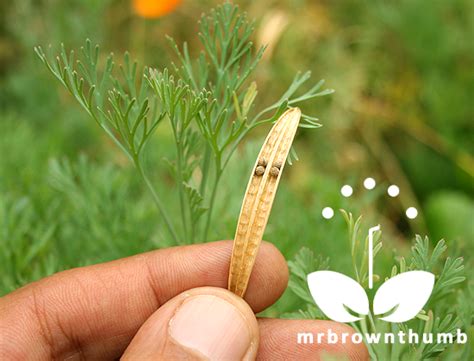 Then, sprinkle the seeds over the loose soil. Saving California Poppy Seeds : MrBrownThumb