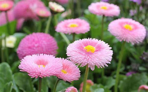Hd Wallpaper Bellis Perennis English Daisy Pink Flowers Daisies With Pink Pink Wallpaper Flare