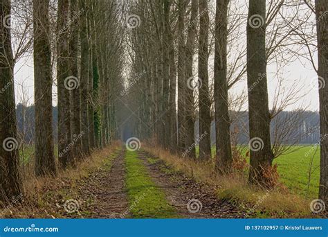 Lane Of Aspen Trees In The Flemish Countryside Stock Image Image Of