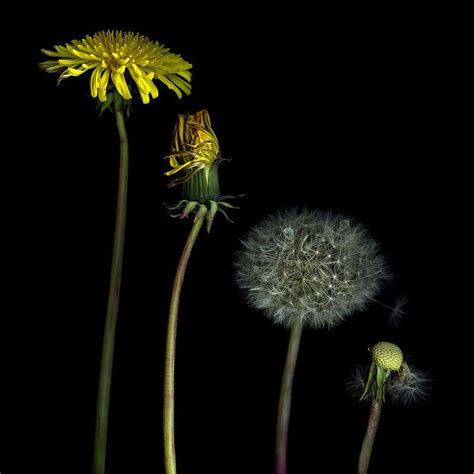 The Life Cycle Of A Dandelion By Magda Indigo On 500px Life Cycles