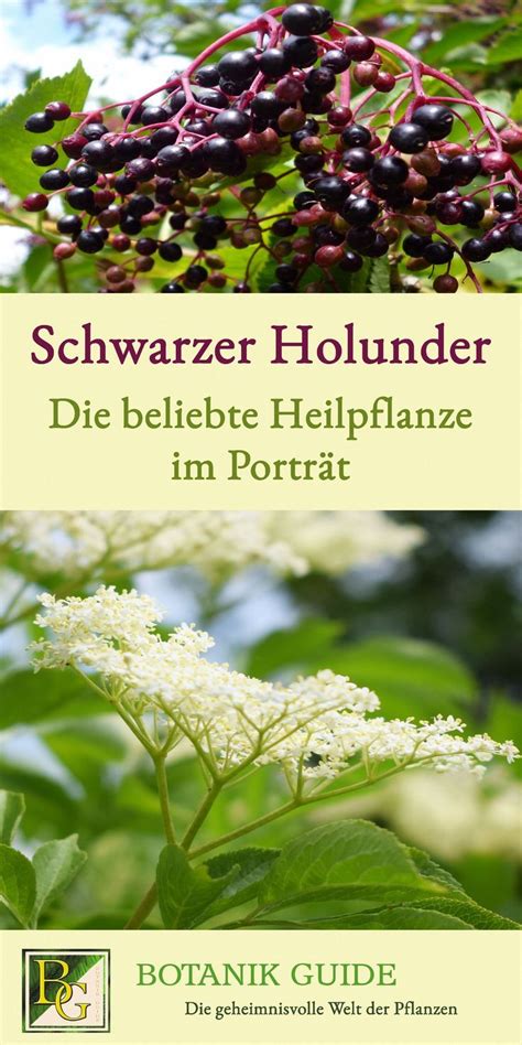 Schwarzer Holunder beliebte Heilpflanze im Porträt Botanik Guide