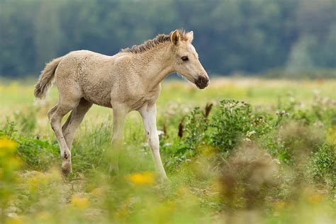 Konik Horse Foal Running Through A Grass Field Photograph By Roeselien