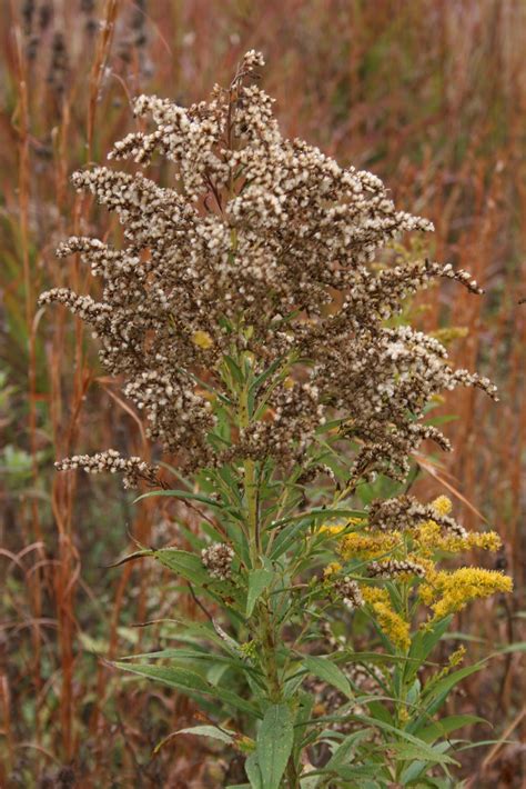 Backed by more than 60 years of. Native Florida Wildflowers: Canada Goldenrod - Solidago ...