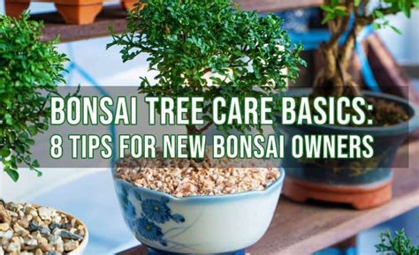 8 Tips For Growing And Caring For Bonsai Tree Indoor Gardening