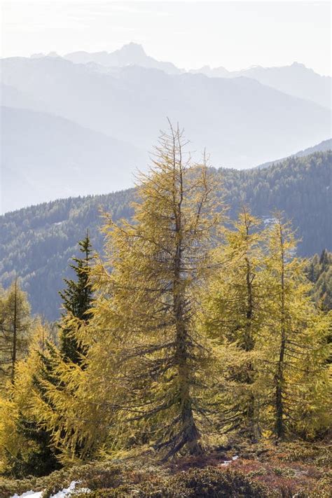 Larch Trees In Autumn Colors Stock Image Image Of Rolling Scene