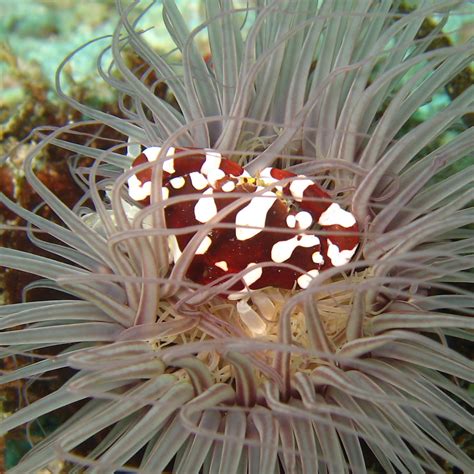Real Monstrosities Sea Cucumber And Sea Anemone Crabs