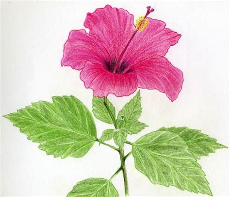 Simple Drawings Of Hibiscus Flowers Jus 4 Kidz